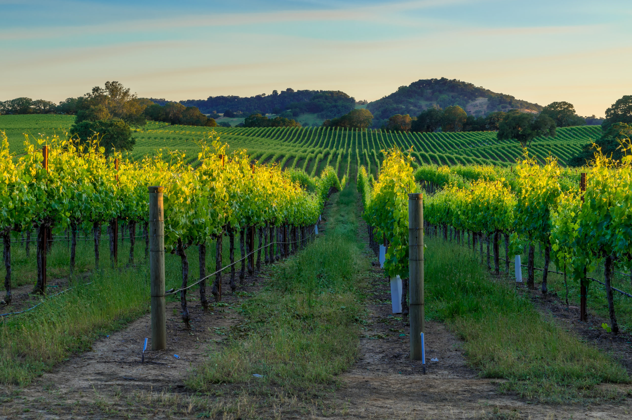 Featured image for “Napa Valley: A Wine Lover’s Paradise”