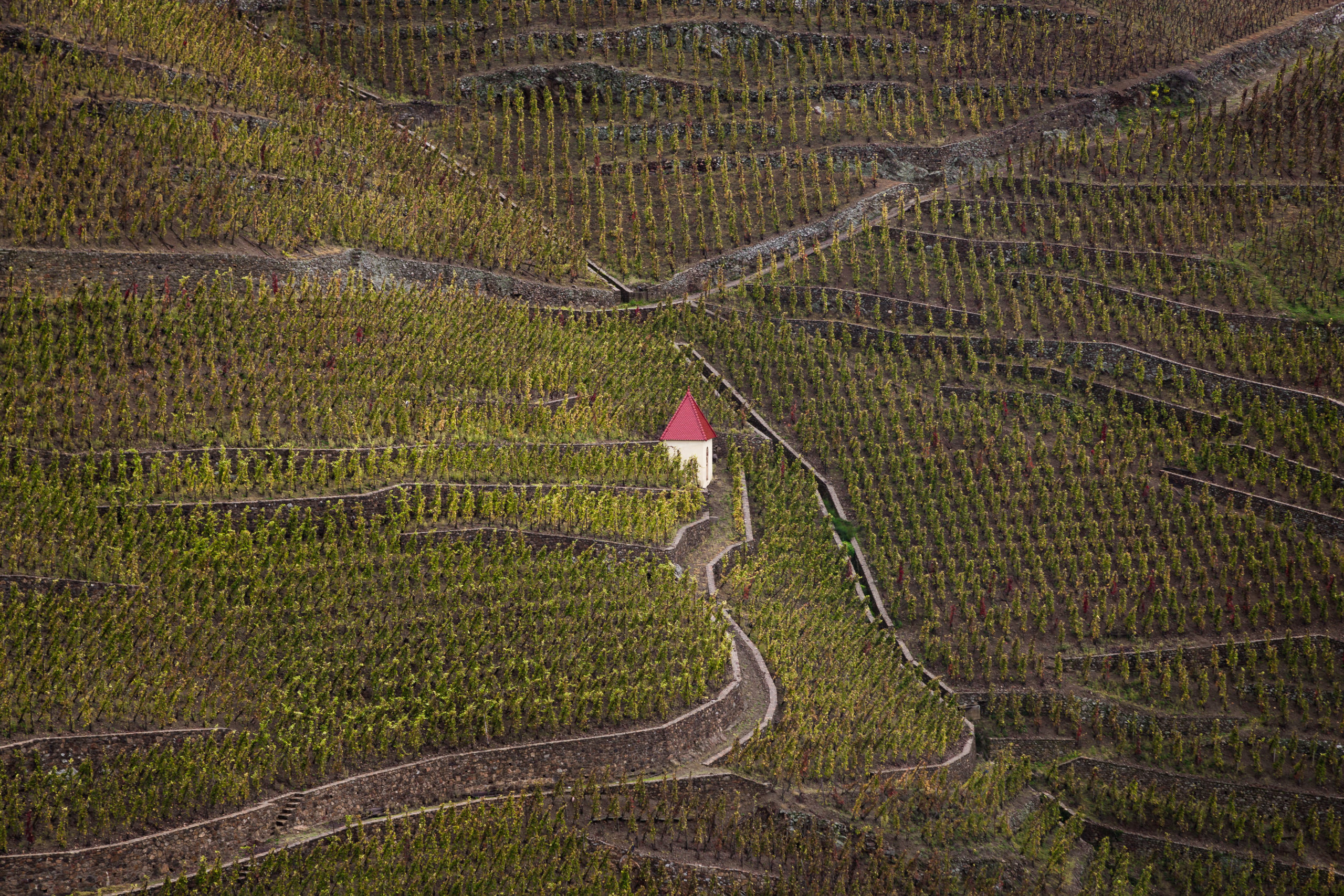 Featured image for “The Enchanting Rhône Valley Wine Region”